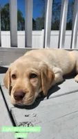 Light Green Collar, a male Labrador Retriever for sale in Wilson, NC – Photo 2 of 4