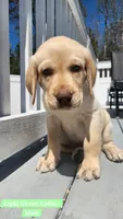 Light Green Collar, a male Labrador Retriever for sale in Wilson, NC – Photo 1 of 4