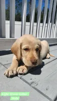 Light Green Collar, a male Labrador Retriever for sale in Wilson, NC – Photo 3 of 4