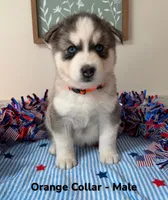 Orange Collar, a male Siberian Husky for sale in Wilson, NC – 3 of 3