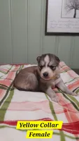 Yellow Collar, a female Siberian Husky for sale in Wilson, NC – 2 of 3