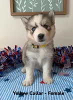 Yellow Collar, a female Siberian Husky for sale in Wilson, NC – 3 of 3
