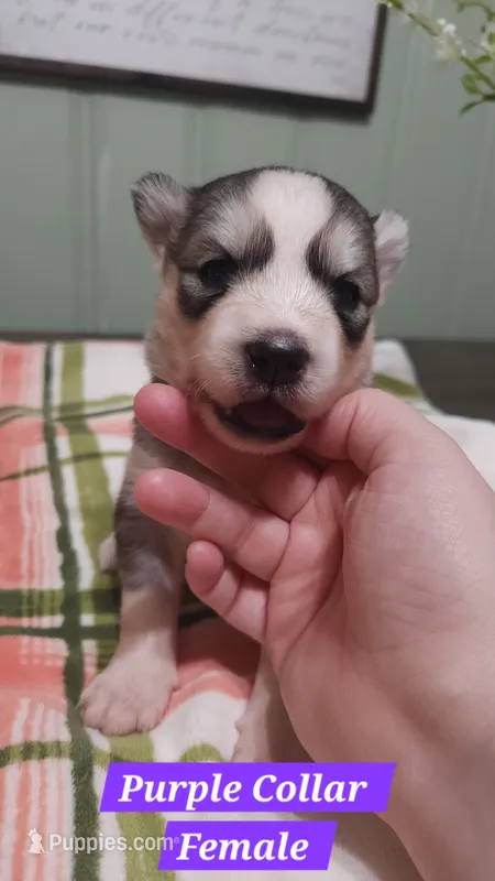 Purple Collar  – Siberian Husky puppy for sale in Wilson, NC