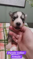 Purple Collar , a female Siberian Husky for sale in Wilson, NC – 1 of 3