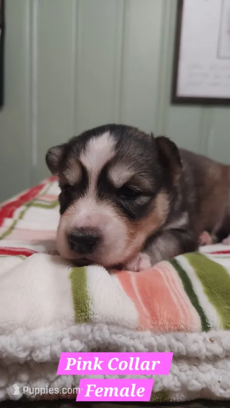 Pink Collar – Siberian Husky puppy for sale in Wilson, NC