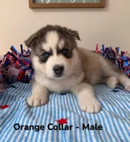 Orange Collar, a male Siberian Husky for sale in Wilson, NC – 2 of 3