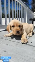 Light Blue Collar, a male Labrador Retriever for sale in Wilson, NC – Photo 5 of 5