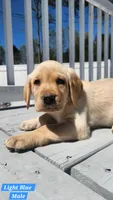 Light Blue Collar, a male Labrador Retriever for sale in Wilson, NC – Photo 3 of 5