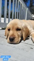Light Blue Collar, a male Labrador Retriever for sale in Wilson, NC – Photo 4 of 5