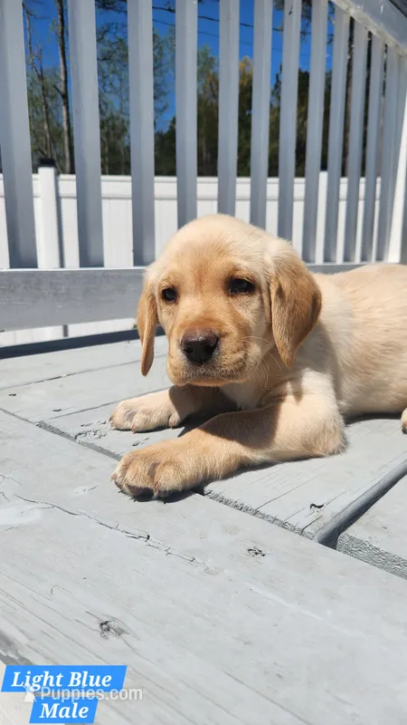 Light Blue Collar – Labrador Retriever puppy for sale in Wilson, NC