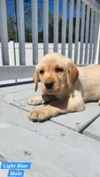Light Blue Collar, a male Labrador Retriever for sale in Wilson, NC – Photo 1 of 5