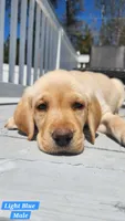 Light Blue Collar, a male Labrador Retriever for sale in Wilson, NC – Photo 2 of 5