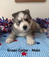 Green Collar, a male Siberian Husky for sale in Wilson, NC – 3 of 3