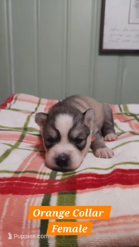 Orange Collar – Siberian Husky puppy for sale in Wilson, NC