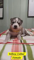 Yellow Collar, a female Siberian Husky for sale in Wilson, NC – 3 of 3