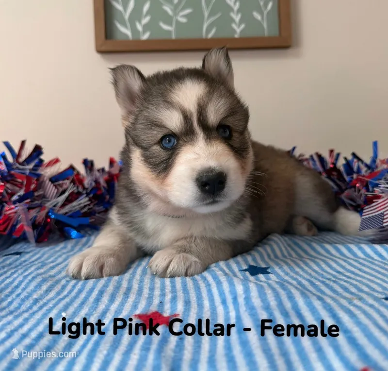 Light Pink Collar – Siberian Husky puppy for sale in Wilson, NC