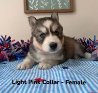 Light Pink Collar, a female Siberian Husky for sale in Wilson, NC – 1 of 3