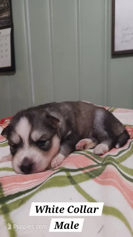 White Collar – Siberian Husky puppy for sale in Wilson, NC