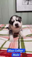 Blue Collar, a male Siberian Husky for sale in Wilson, NC – 3 of 3