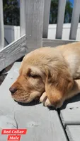 Red Collar, a male Labrador Retriever for sale in Wilson, NC – Photo 5 of 5