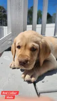 Red Collar, a male Labrador Retriever for sale in Wilson, NC – Photo 1 of 5