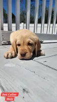 Red Collar, a male Labrador Retriever for sale in Wilson, NC – Photo 4 of 5