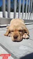 Red Collar, a male Labrador Retriever for sale in Wilson, NC – Photo 2 of 5