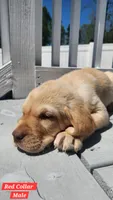 Red Collar, a male Labrador Retriever for sale in Wilson, NC – Photo 3 of 5