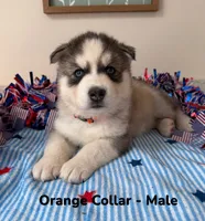 Orange Collar, a male Siberian Husky for sale in Wilson, NC – 1 of 3