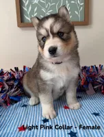 Light Pink Collar, a female Siberian Husky for sale in Wilson, NC – 2 of 3