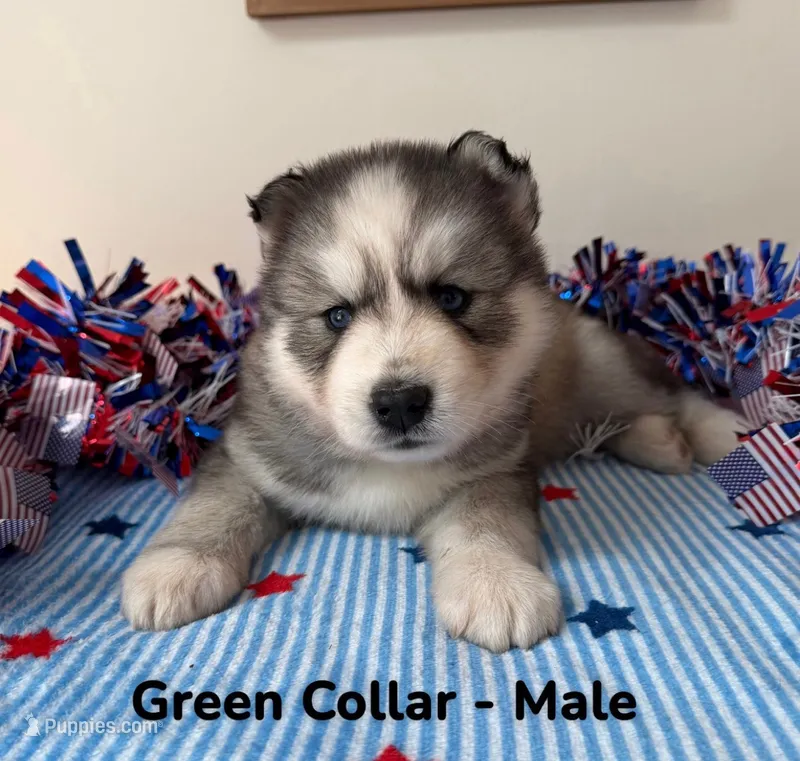 Green Collar – Siberian Husky puppy for sale in Wilson, NC