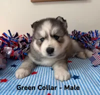 Green Collar, a male Siberian Husky for sale in Wilson, NC – 1 of 3