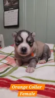 Orange Collar, a female Siberian Husky for sale in Wilson, NC – 3 of 3
