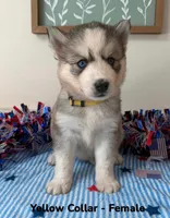 Yellow Collar, a female Siberian Husky for sale in Wilson, NC – 2 of 3