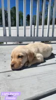 Light Purple Collar, a female Labrador Retriever for sale in Wilson, NC – Photo 4 of 5