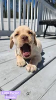Light Purple Collar, a female Labrador Retriever for sale in Wilson, NC – Photo 3 of 5
