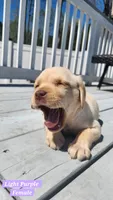 Light Purple Collar, a female Labrador Retriever for sale in Wilson, NC – Photo 5 of 5