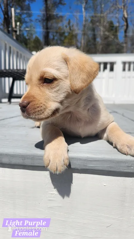 Light Purple Collar – Labrador Retriever puppy for sale in Wilson, NC