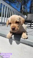 Light Purple Collar, a female Labrador Retriever for sale in Wilson, NC – Photo 2 of 5