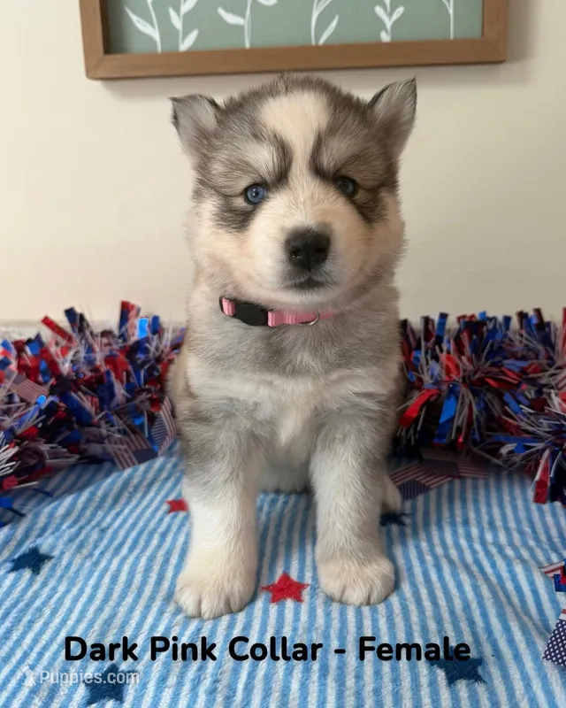 Dark Pink Collar  – Siberian Husky puppy for sale in Wilson, NC