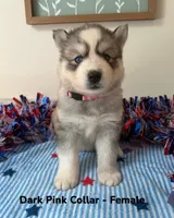 Dark Pink Collar , a female Siberian Husky for sale in Wilson, NC – 1 of 3
