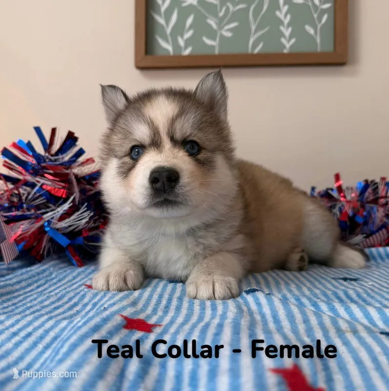 Teal Collar – Siberian Husky puppy for sale in Wilson, NC