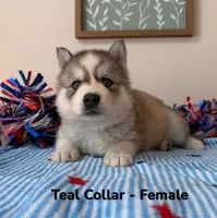 Teal Collar, a female Siberian Husky for sale in Wilson, NC – 1 of 2