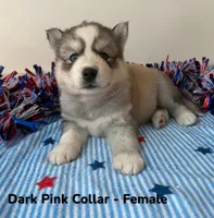 Dark Pink Collar , a female Siberian Husky for sale in Wilson, NC – 2 of 3