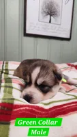 Green Collar, a male Siberian Husky for sale in Wilson, NC – 3 of 3