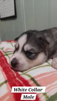 White Collar, a male Siberian Husky for sale in Wilson, NC – 3 of 3