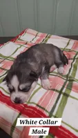 White Collar, a male Siberian Husky for sale in Wilson, NC – 2 of 3