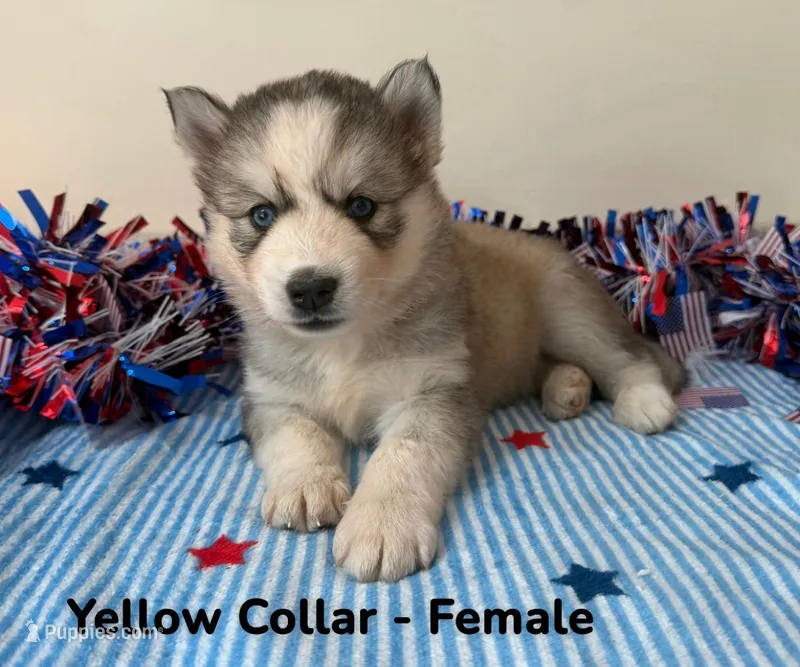 Yellow Collar – Siberian Husky puppy for sale in Wilson, NC