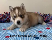 Lime Green Collar, a male Siberian Husky for sale in Wilson, NC – 3 of 3