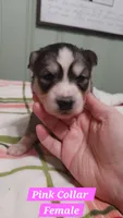 Pink Collar, a female Siberian Husky for sale in Wilson, NC – 3 of 3